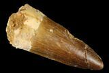 Spinosaurus Tooth - Real Dinosaur Tooth #179643-1